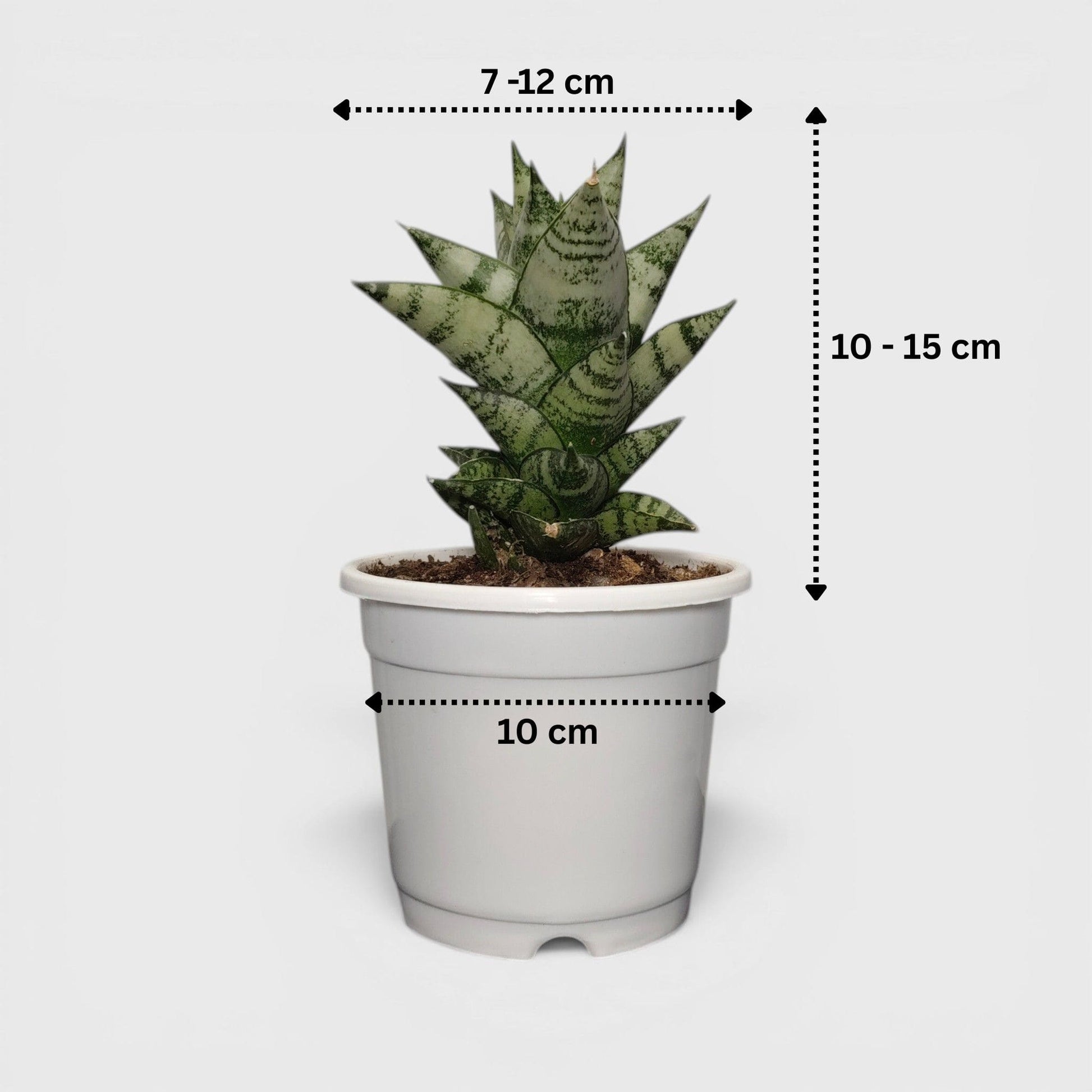 Indoor Sansevieria tower plant in pot