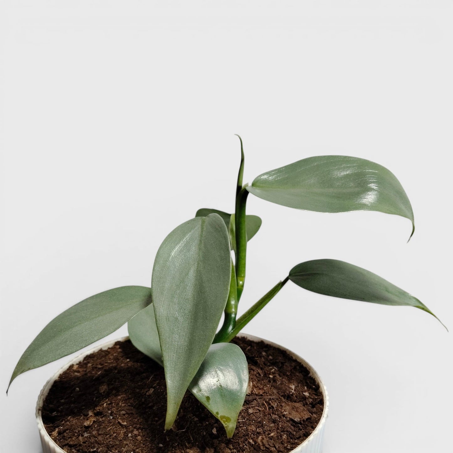 Philodendron Silver Sword – Rare Metallic Plant (15–20 cm)