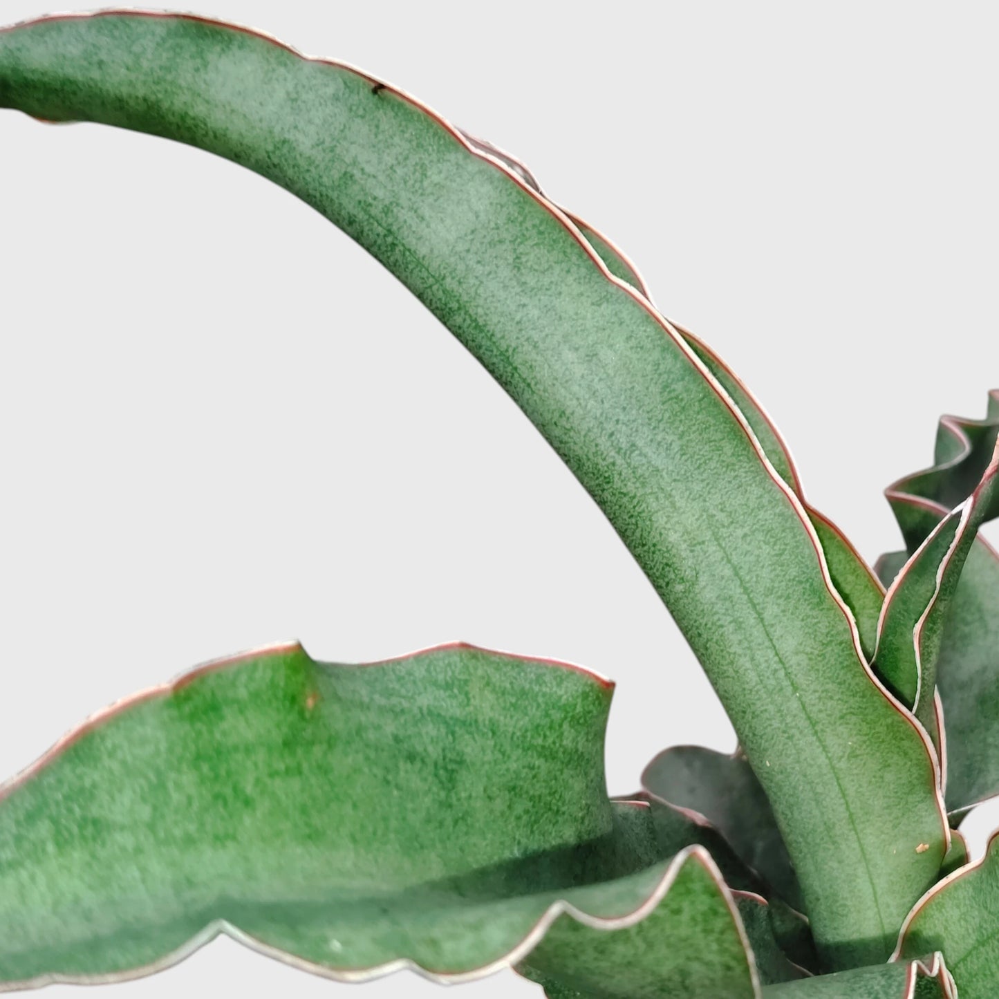 Sansevieria Kiboko Hybrid Rare Snake Plant | Well Rooted Mature Indoor Plant