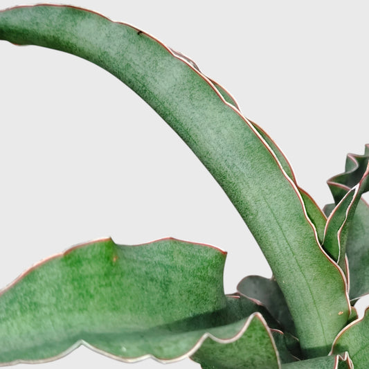 Sansevieria Kiboko Hybrid Rare Snake Plant | Well Rooted Mature Indoor Plant