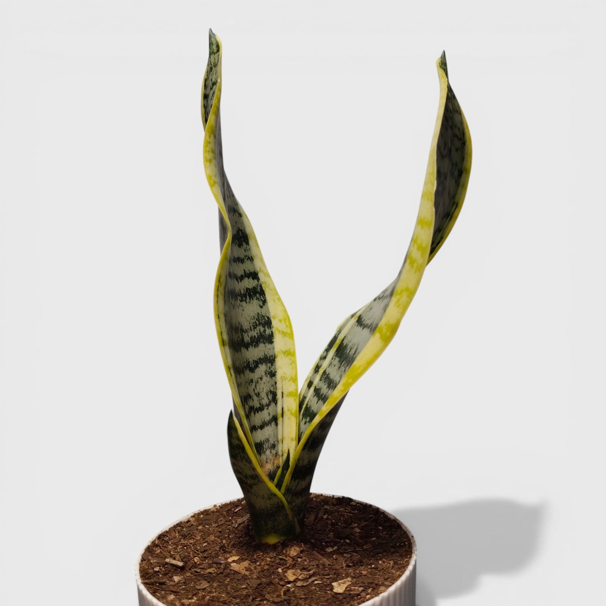 Indoor air purifying snake plant