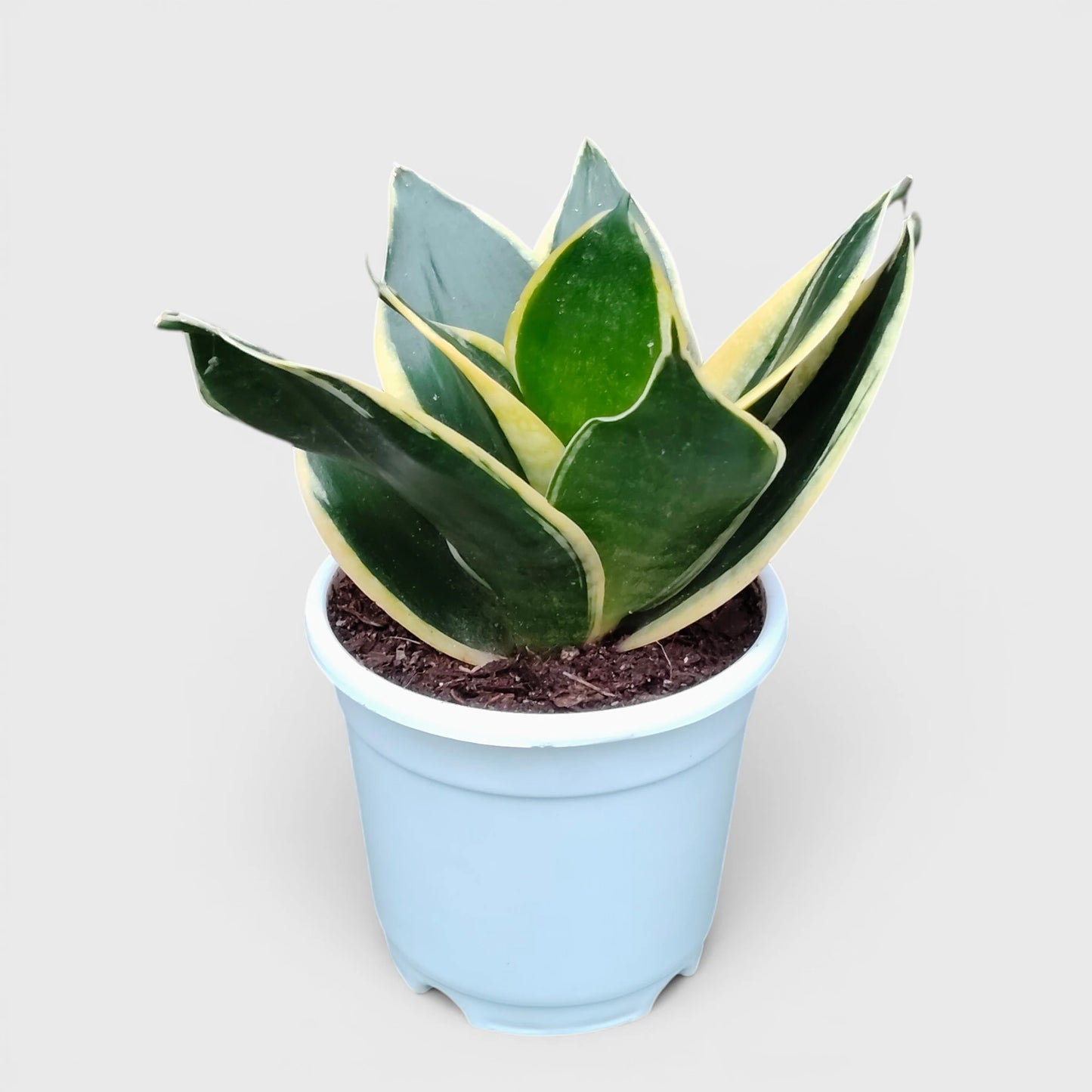 Indoor variegated snake plant for homes and offices