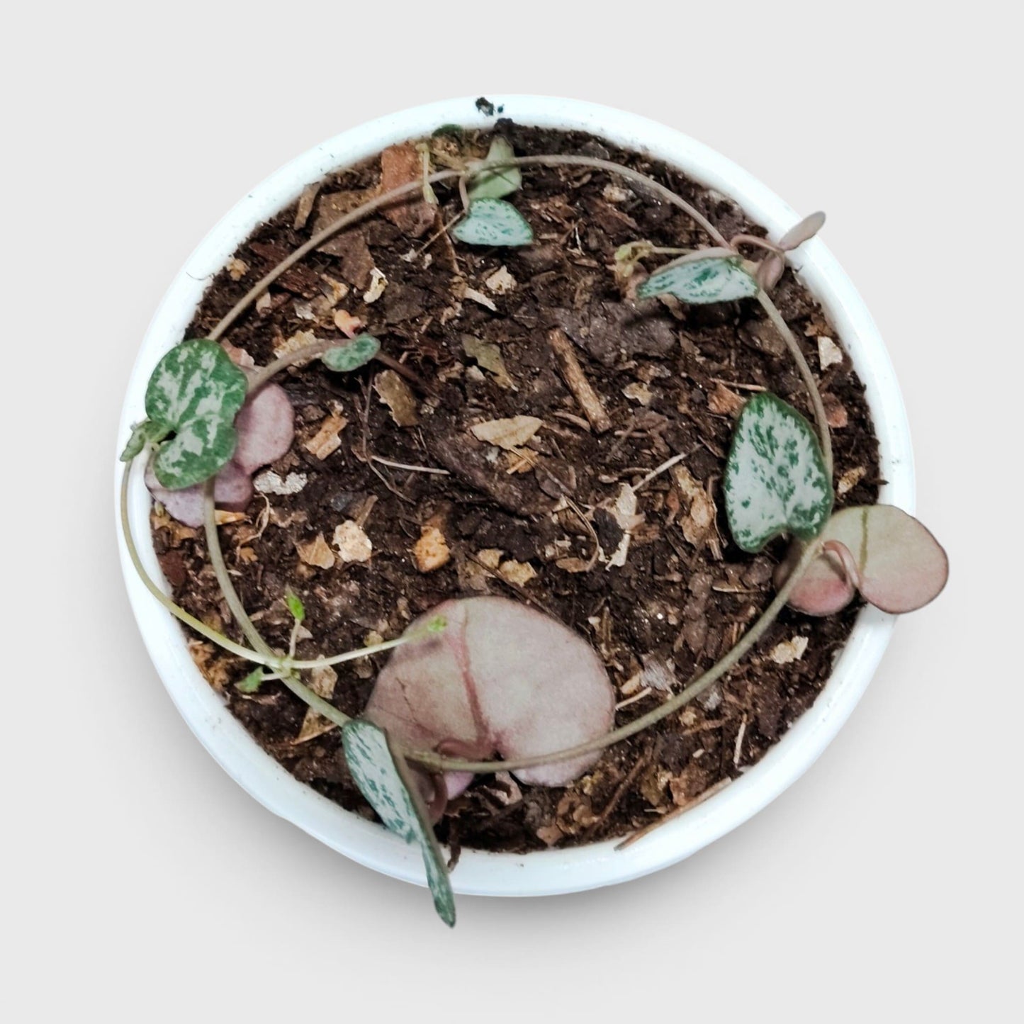 String of Hearts Non Variegated – Small Size Well Rooted Hanging Plant with Bulbs (1–2 Strings) | Home Decor Succulents | Bare Rooted