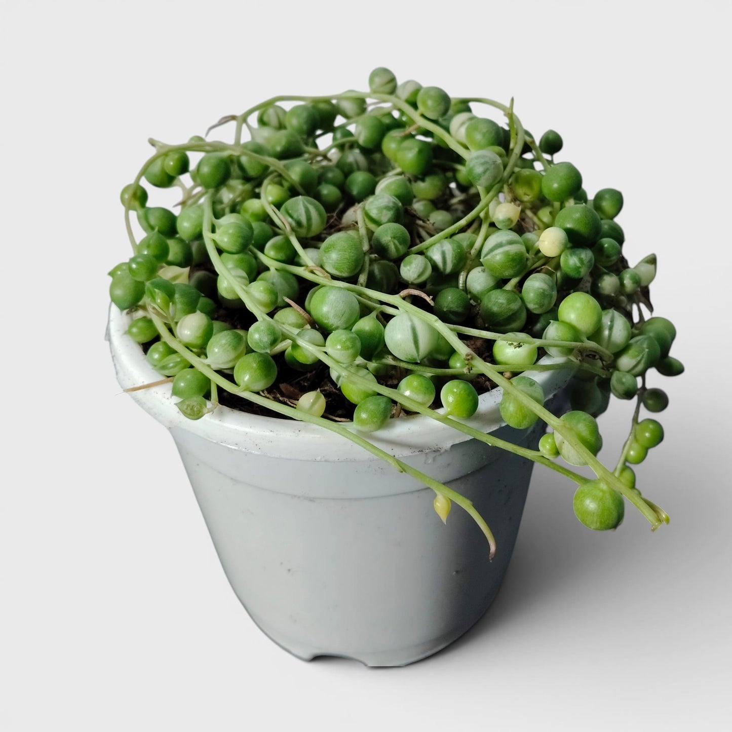 String of Pearls Variegated – Bushy Well Rooted Trailing Hanging Succulent Plant | Low Maintenance Home Decor Plant | Bare Rooted