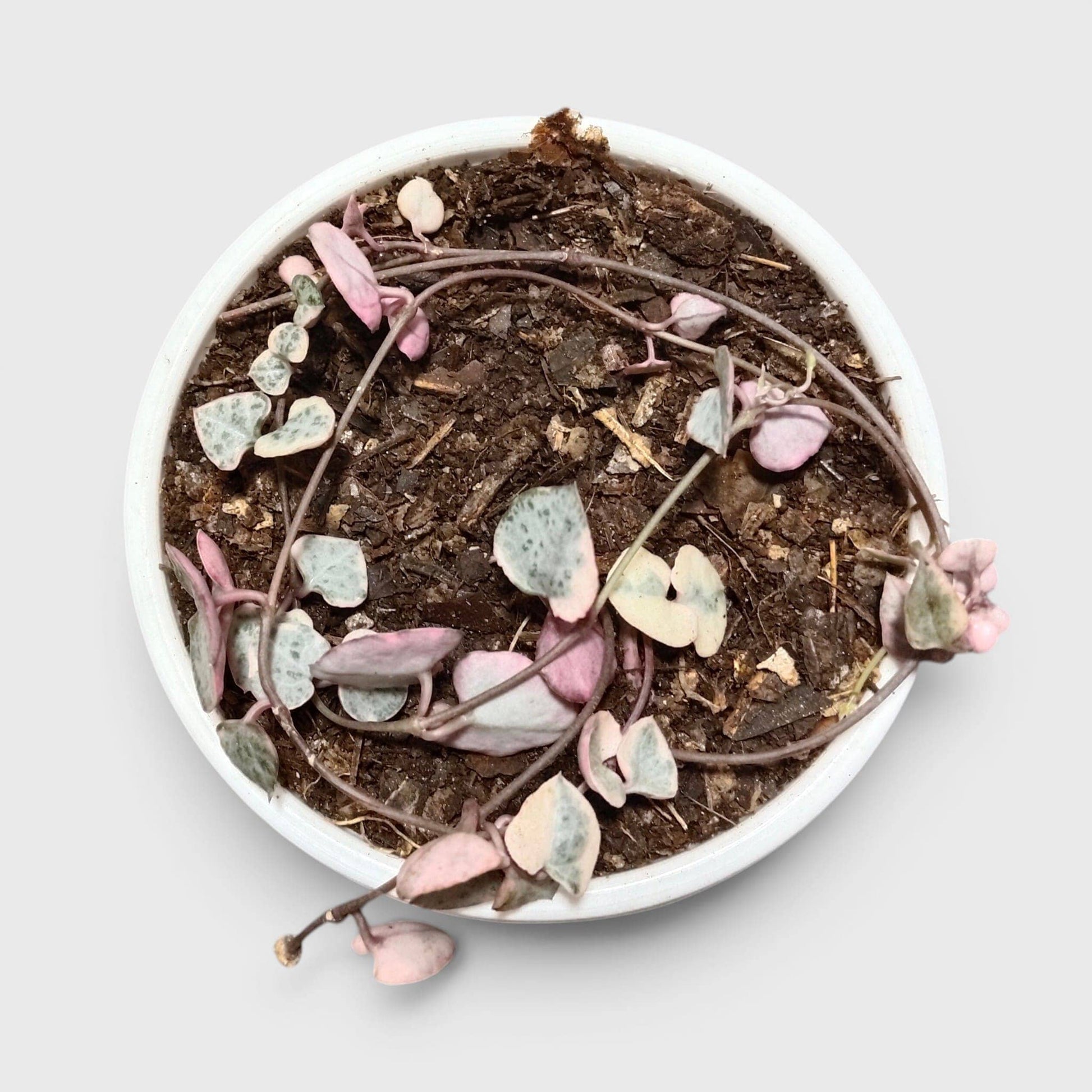 String of Hearts Variegated – Small Size Well Rooted Hanging Plant with Bulbs (1–2 Strings) | Perfect for Gifting | Bare Rooted