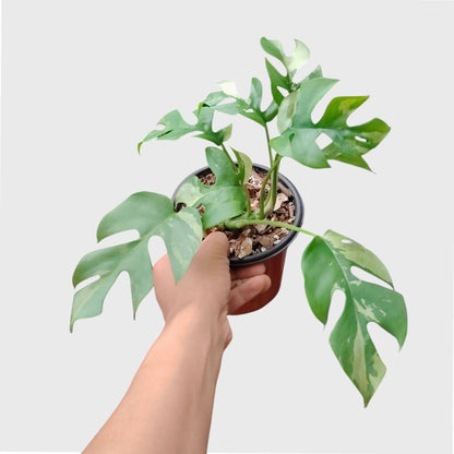 Mini Monstera Rhaphidophora Variegated | Rare Collector Aroid Foliage Plant (25–38 CM) | With Pot