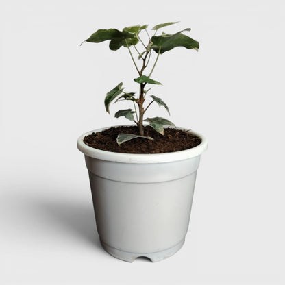 Glacier Hedera Helix New Hybrid – Variegated Trailing Hanging Ivy Plant | Bare Rooted