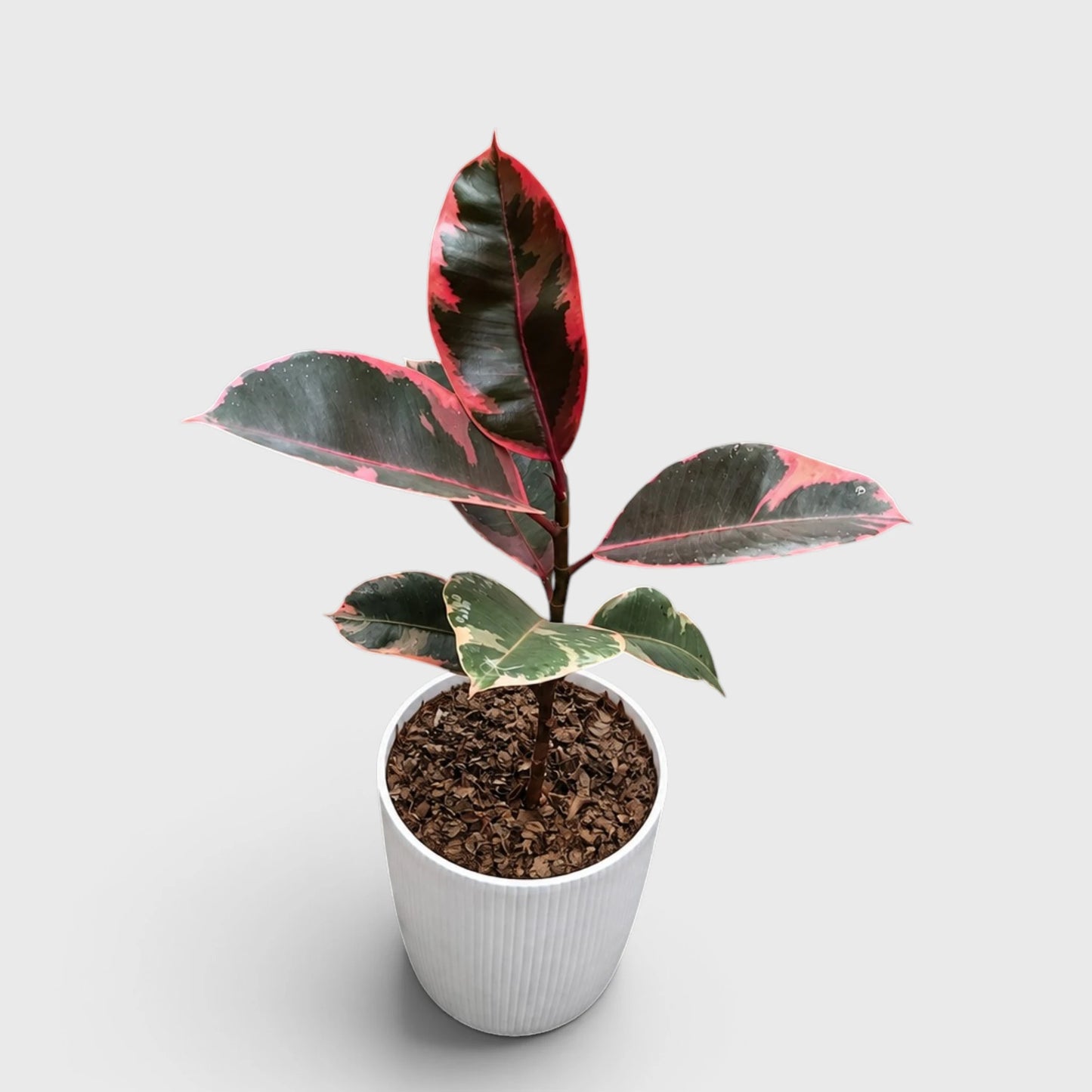 Variegated Rubber Plant (Ficus elastica 'Tineke' / 'Ruby') | Mature Indoor Live Plant