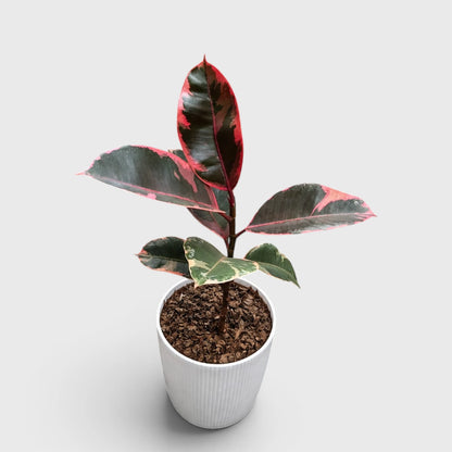 Variegated Rubber Plant (Ficus elastica 'Tineke' / 'Ruby') | Mature Indoor Live Plant