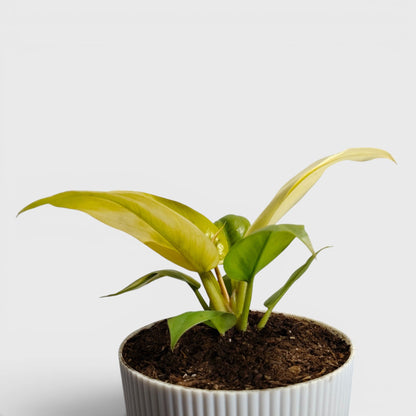 Philodendron Golden Melinonii – Rare Golden Foliage Indoor Plant