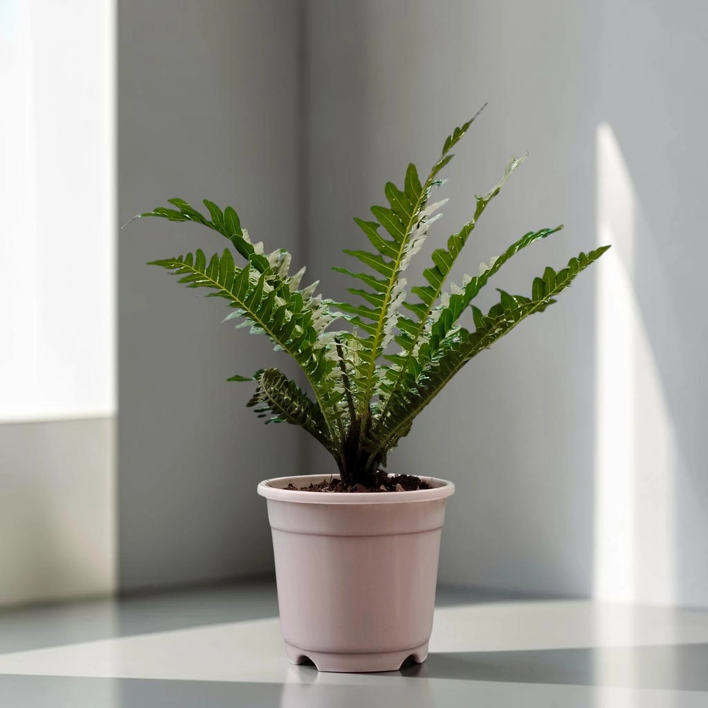Tree Fern – Tropical Air Purifying Evergreen Foliage Plant for Indoor & Outdoor Spaces
