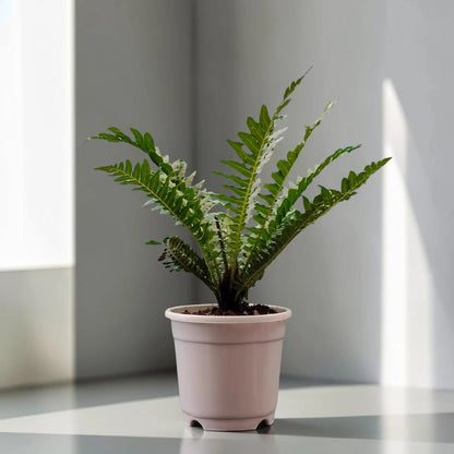 Tree Fern – Tropical Air Purifying Evergreen Foliage Plant for Indoor & Outdoor Spaces