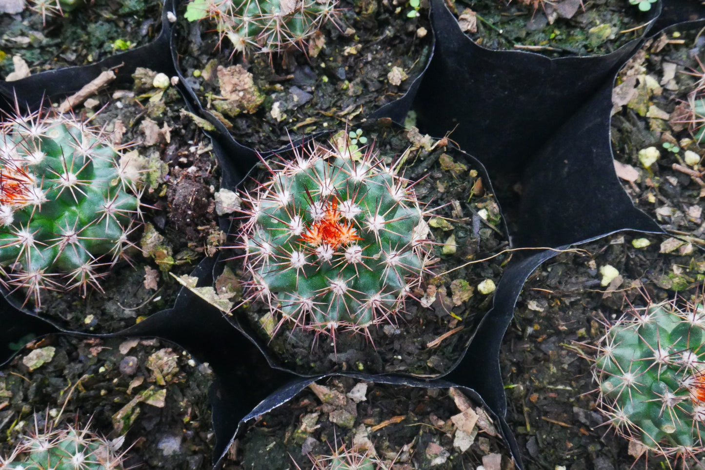 Introducing: Mammillaria Red Headed Cactus - A Stunning Addition to Your Collection - My Store