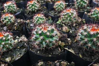 Introducing: Mammillaria Red Headed Cactus - A Stunning Addition to Your Collection - My Store