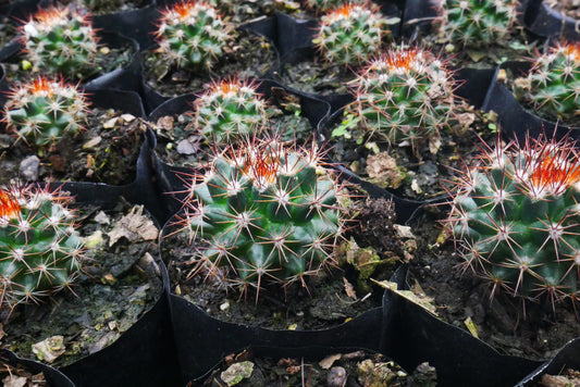 Introducing: Mammillaria Red Headed Cactus - A Stunning Addition to Your Collection - My Store