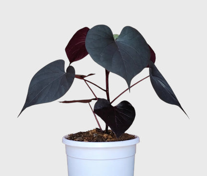 Ipomoea Black Heart Purple Vine – Ornamental Trailing Plant