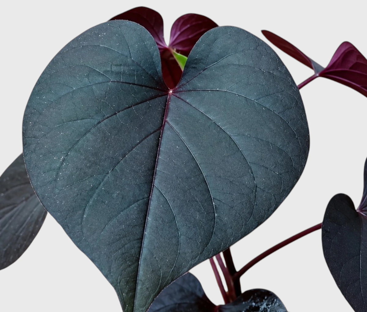 Ipomoea Black Heart Purple Vine – Ornamental Trailing Plant