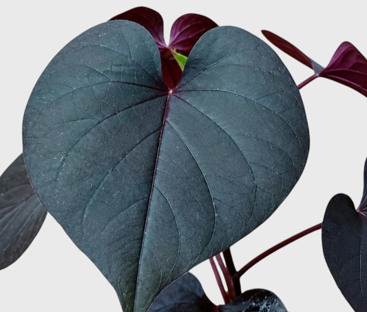 Ipomoea Black Heart Purple Vine – Ornamental Trailing Plant