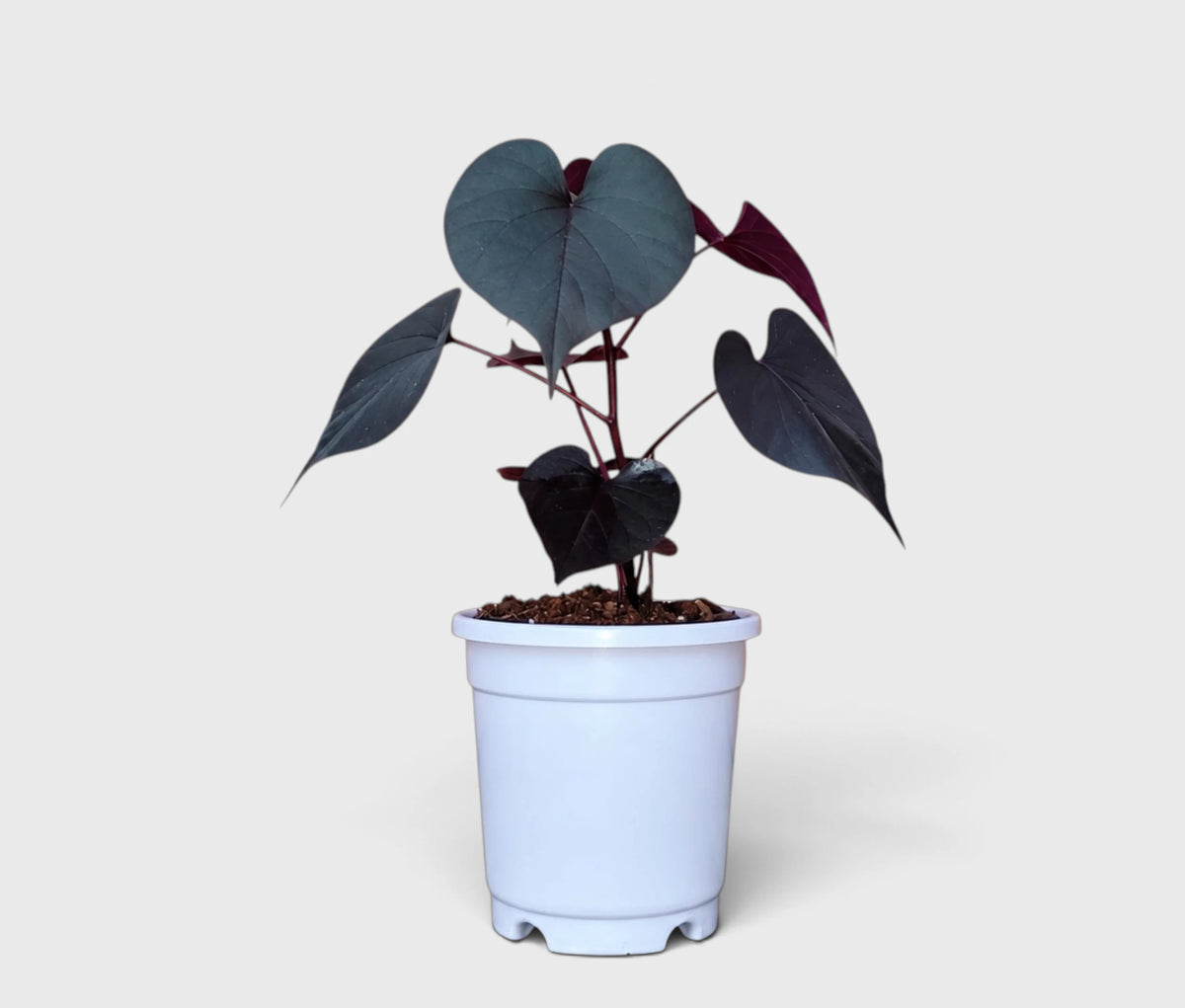 Ipomoea Black Heart Purple Vine – Ornamental Trailing Plant