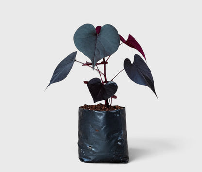 Ipomoea Black Heart Purple Vine – Ornamental Trailing Plant