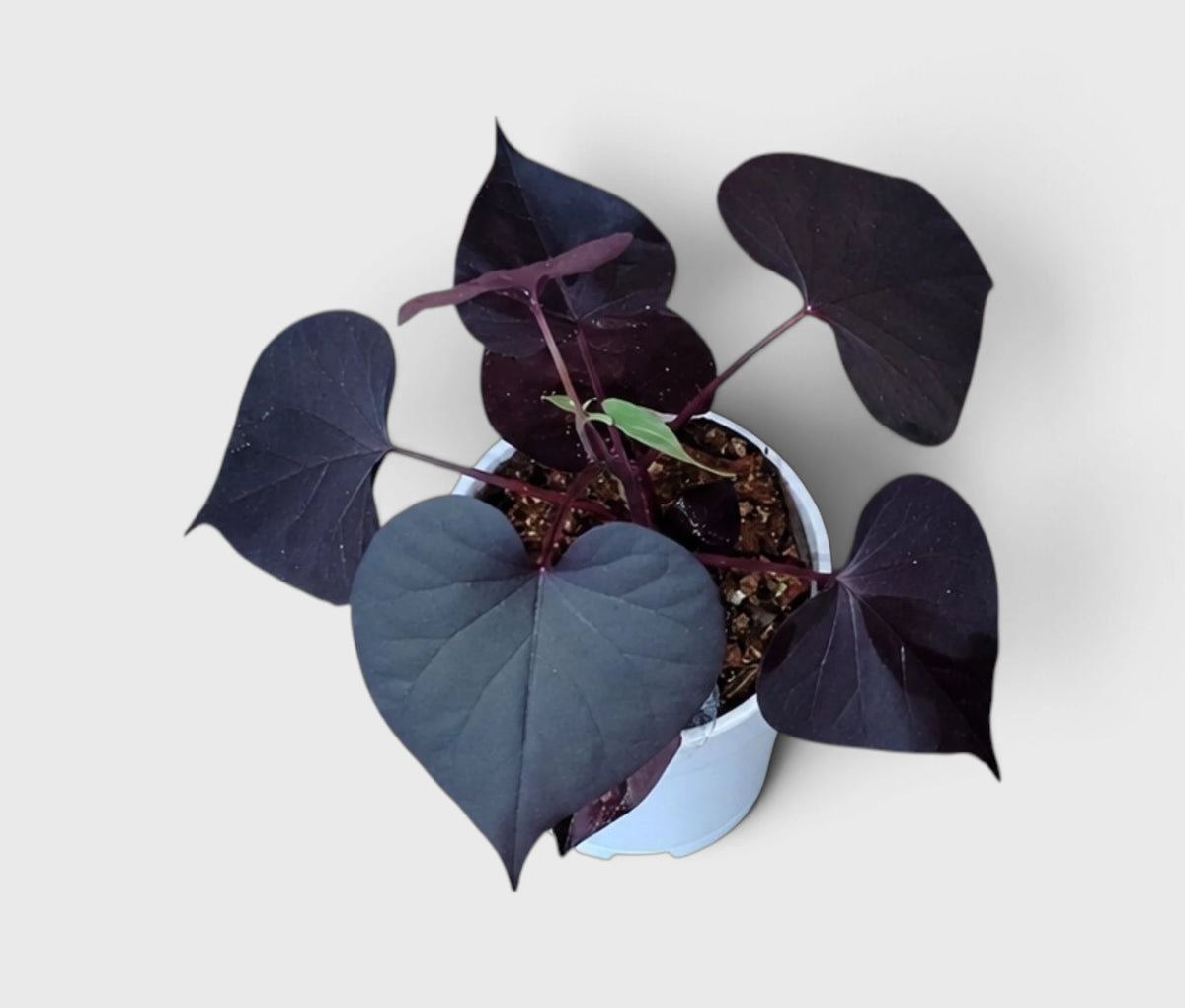 Ipomoea Black Heart Purple Vine – Ornamental Trailing Plant