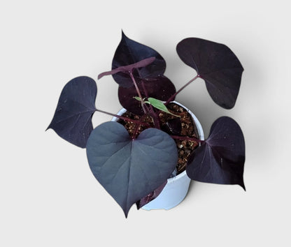 Ipomoea Black Heart Purple Vine – Ornamental Trailing Plant