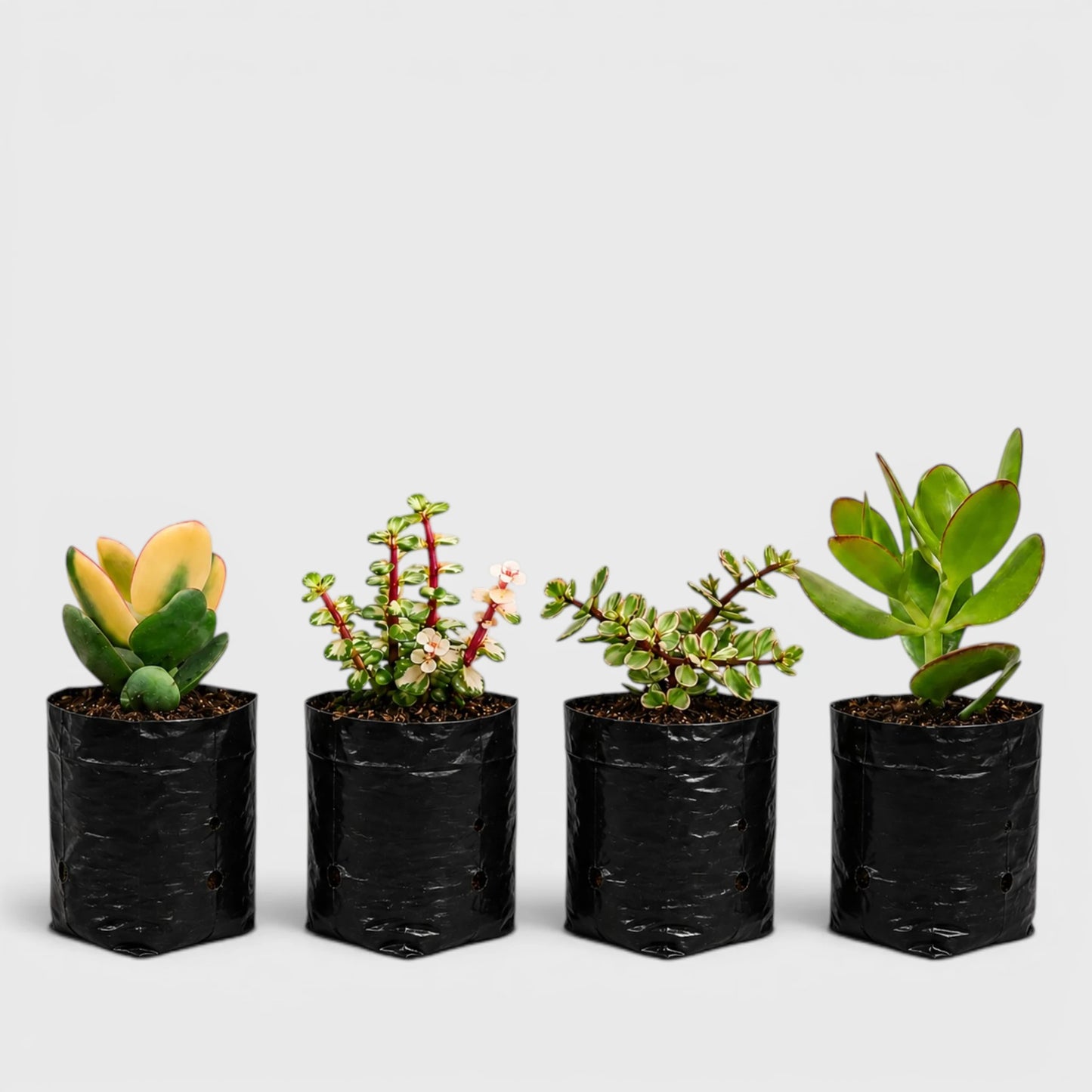 Lucky Jade Plants Collection of 4 | Vastu & Prosperity Plants with Free Shipping