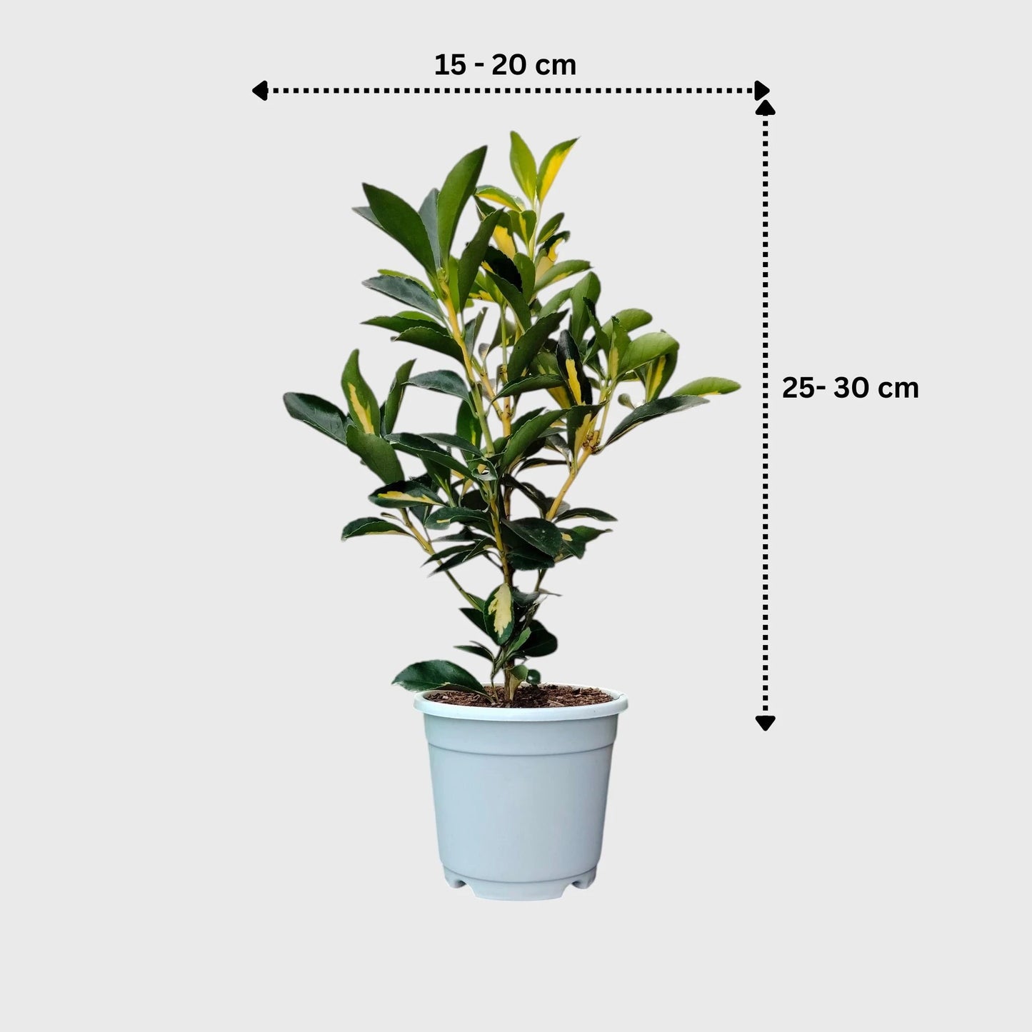 Golden Euonymus Ovatus Aureus Japanese Spindle – Golden Variegated Ornamental Shrub | Evergreen Hedge & Landscape Plant | With Pot