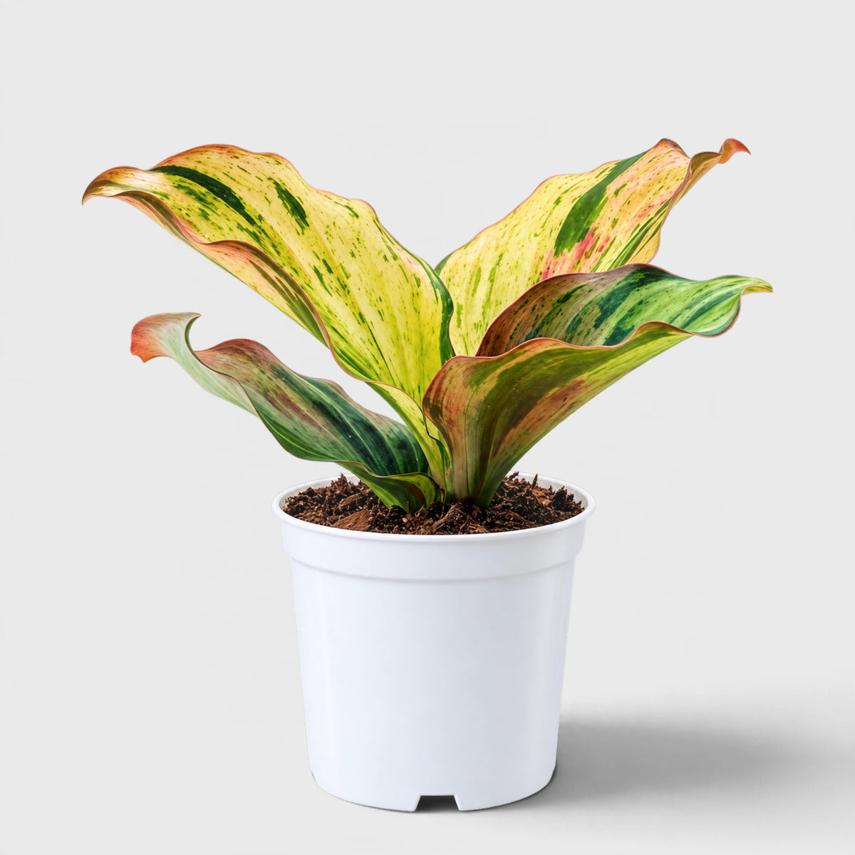 Variegated Peacock Ginger (Kaempferia) – Ornamental Foliage Plant with Pot