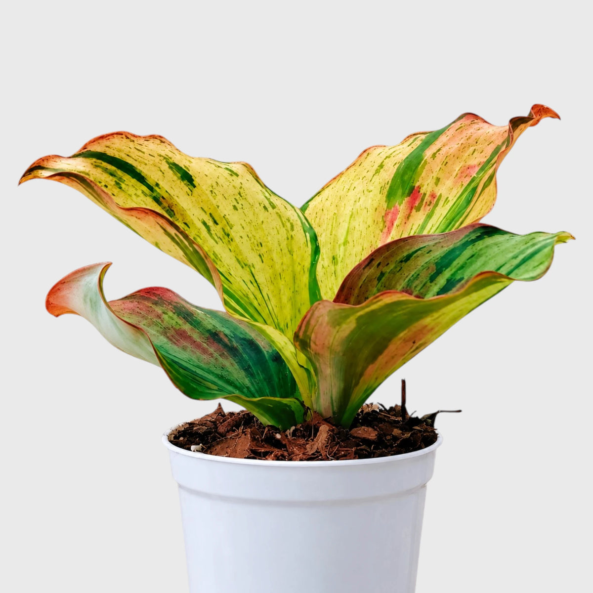 Variegated Peacock Ginger (Kaempferia) – Ornamental Foliage Plant with Pot