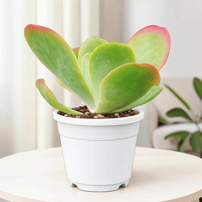 Rare Kalanchoe Flapjack (Paddle Plant) | Well Rooted Mature Succulent