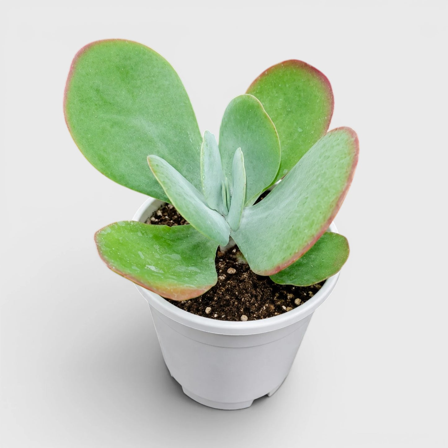 Rare Kalanchoe Flapjack (Paddle Plant) | Well Rooted Mature Succulent