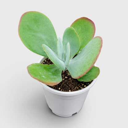 Rare Kalanchoe Flapjack (Paddle Plant) | Well Rooted Mature Succulent