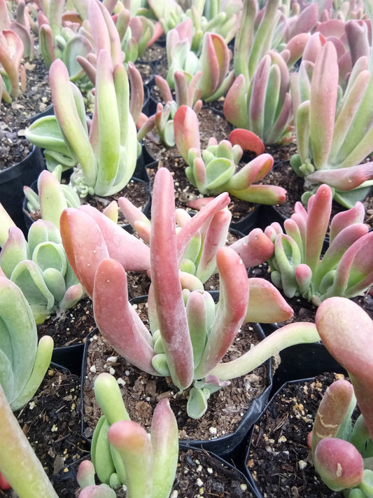 Kalanchoe Oricula: Get Yours at Frek! - My Store