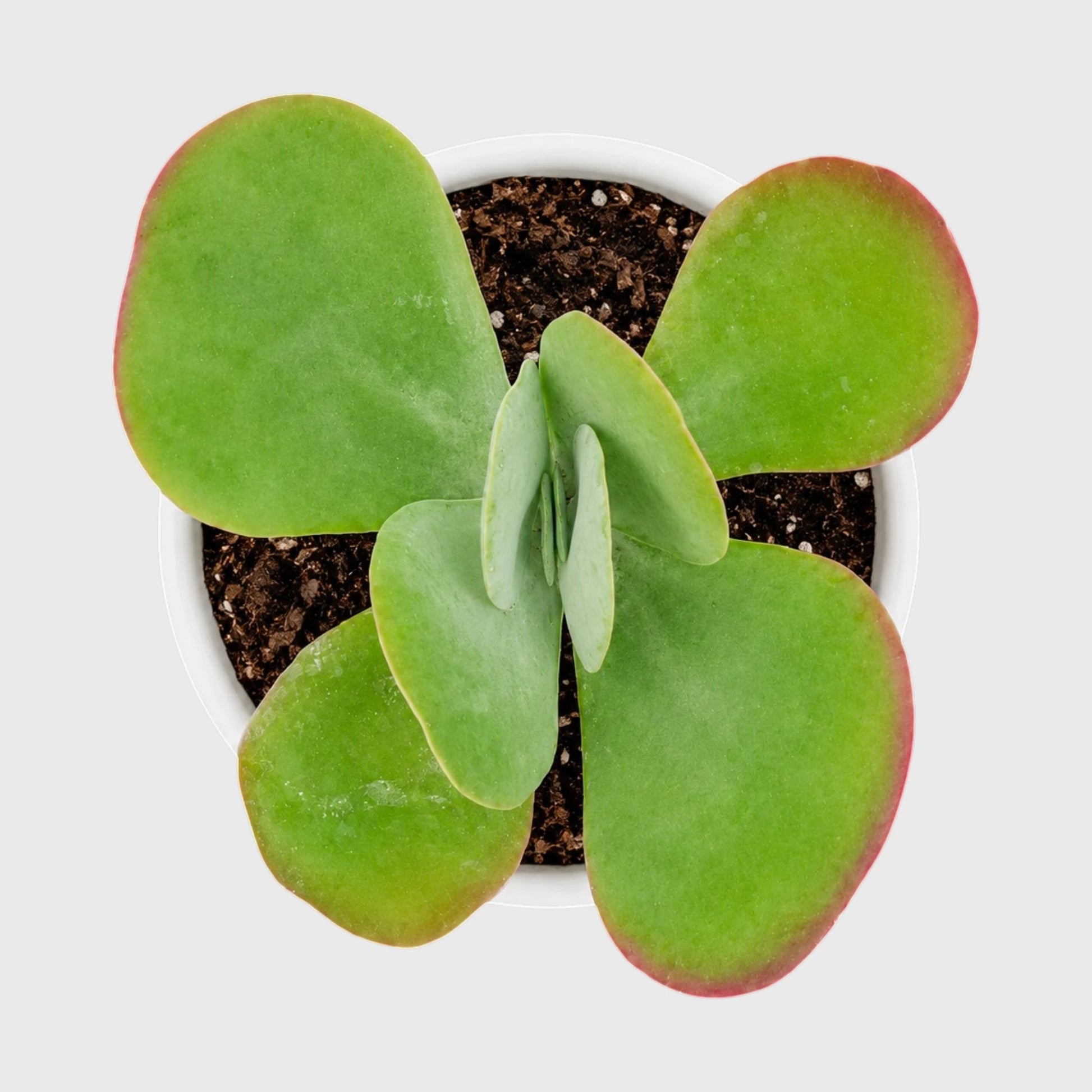 Rare Kalanchoe Flapjack (Paddle Plant) | Well Rooted Mature Succulent