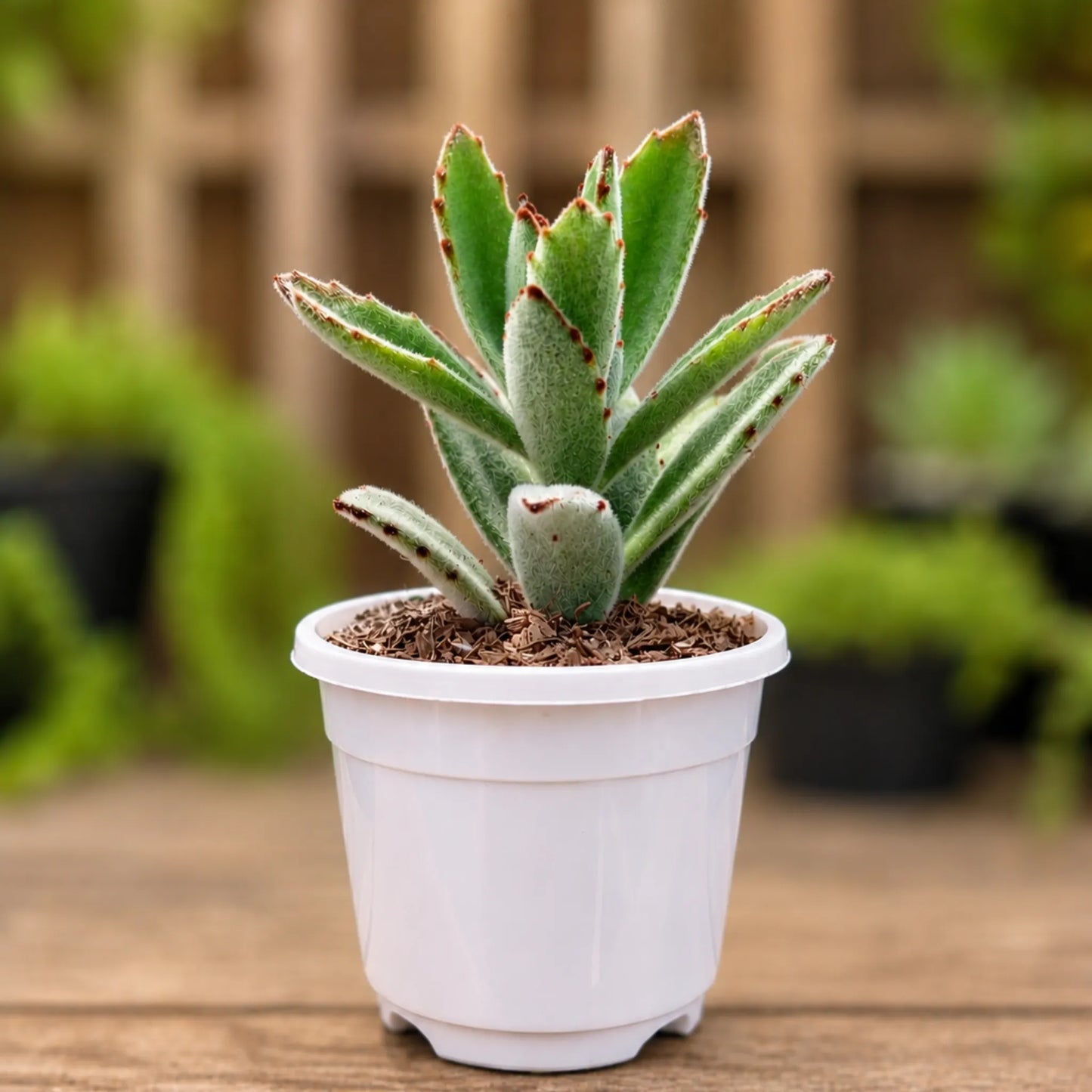 Kalanchoe Tomentosa Chocolate Soldier succulent plant