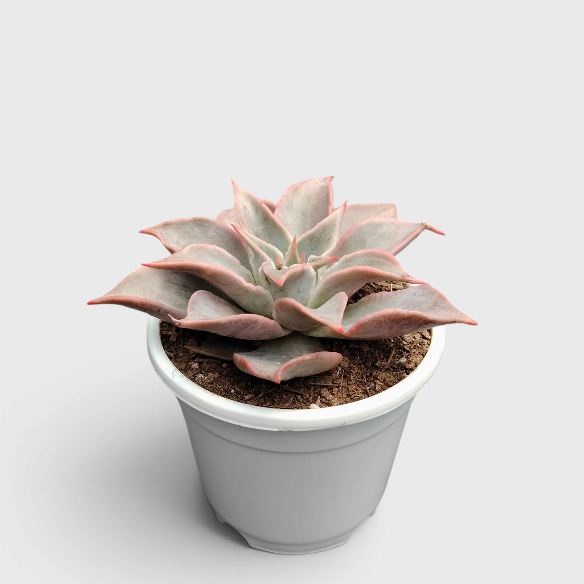 Echeveria Korean Madiba – Ruffled Rosette Succulent
