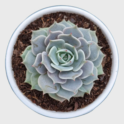 Echeveria Combo Pack of 4 | Colourful Rosette Succulent Collection | Free Shipping