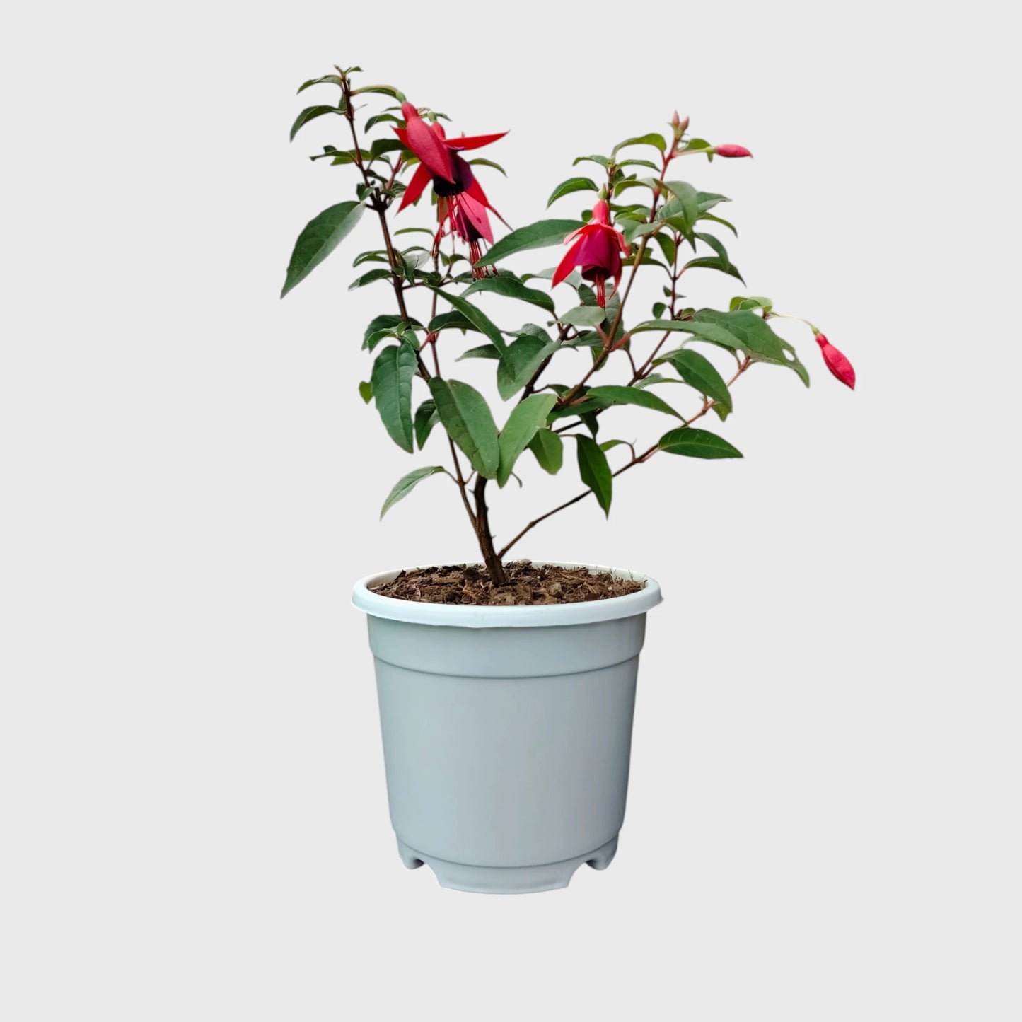 Fuchsia Dancing Doll – Hanging Lantern Flower Plant