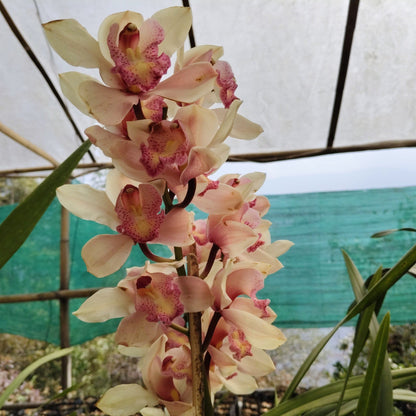 Lady Leopard Cymbidium Orchid – Premium Orchid Bloom