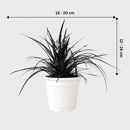 Black Mondo Grass (Ophiopogon planiscapus 'Nigrescens') | Well Rooted Mature Ornamental Grass
