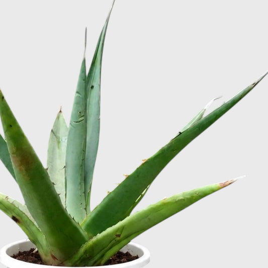 Rare Agave Purpusorum | Large Well Rooted Mature Succulent Plant