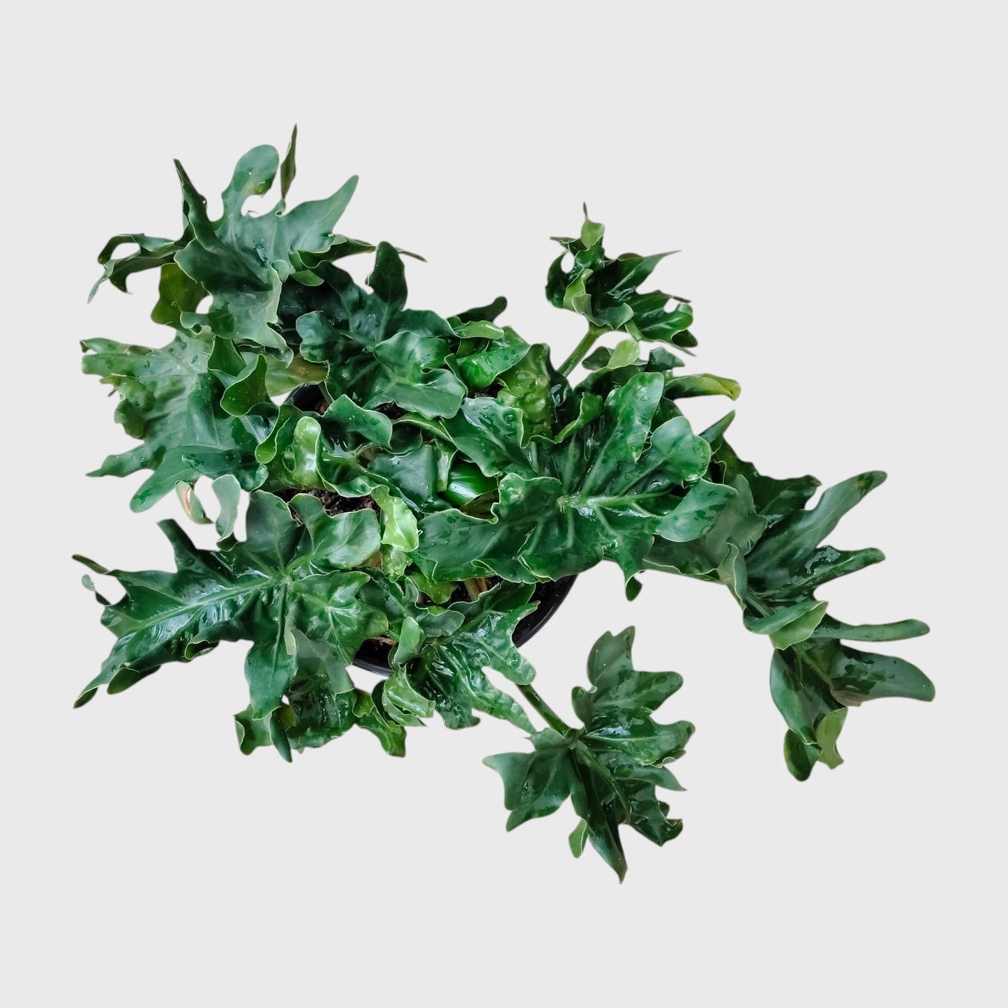 Philodendron Selloum Hybrid Dwarf Big Size Plant | Mature Tropical Foliage Plant