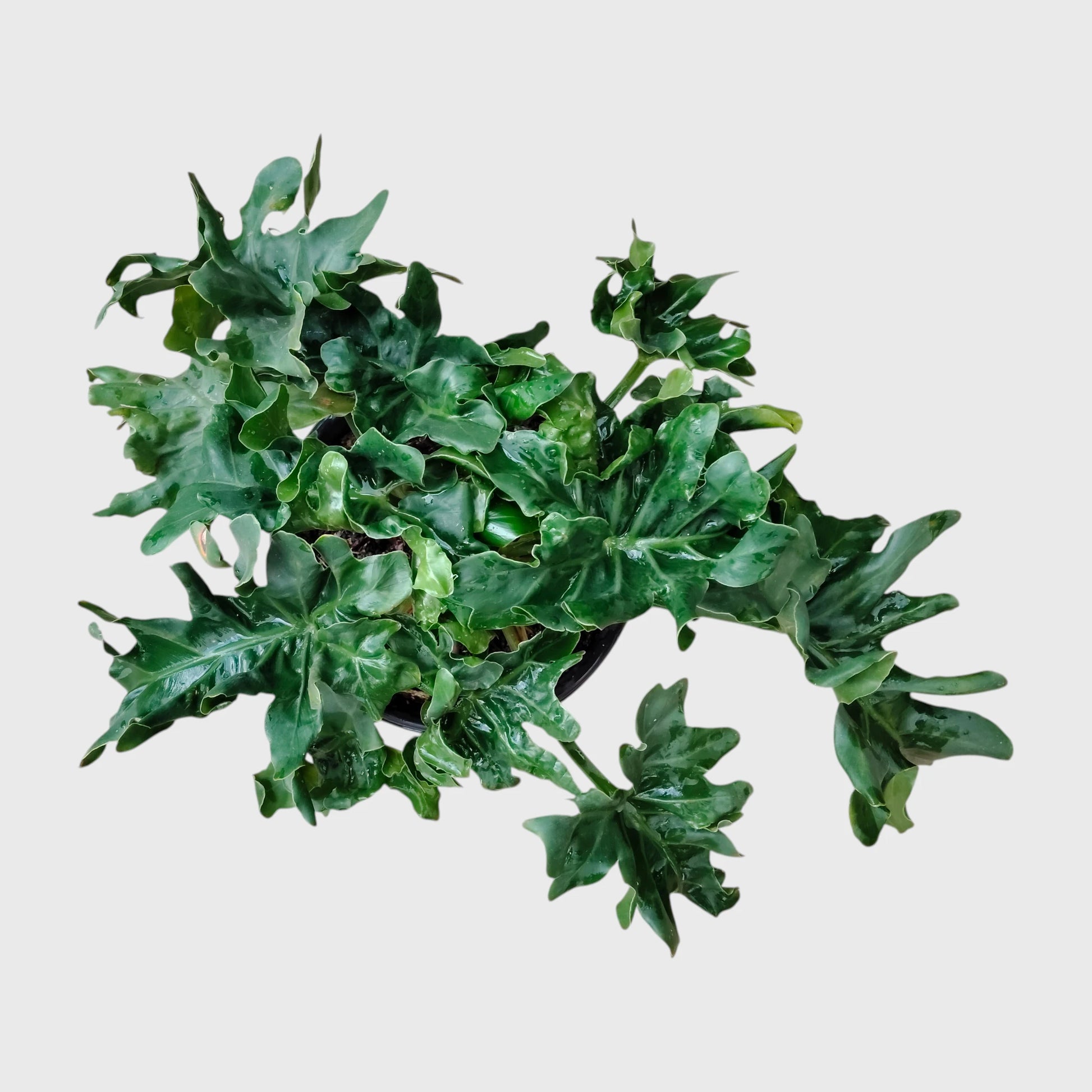 Philodendron Selloum Hybrid Dwarf Big Size Plant | Mature Tropical Foliage Plant