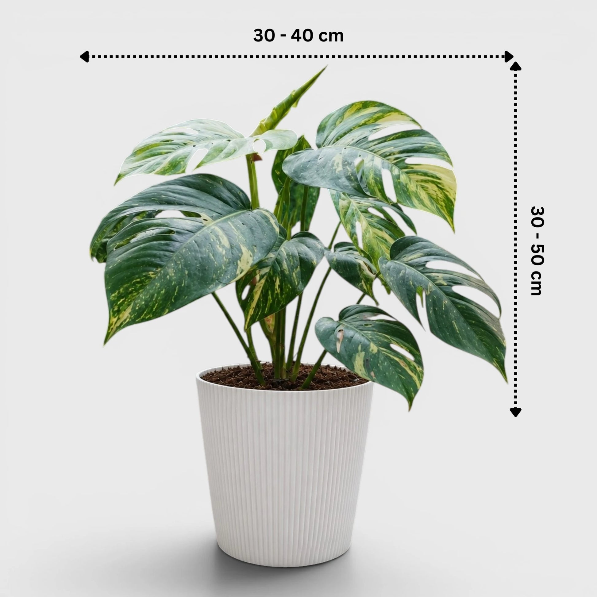 Rare Epipremnum Pinnatum Golden Flame (Cintho Goldfinger) | Big Size Well Rooted Mature Plant