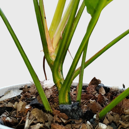 Rare Epipremnum Pinnatum Golden Flame (Cintho Goldfinger) | Big Size Well Rooted Mature Plant