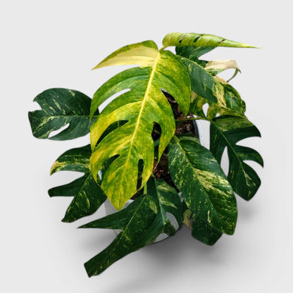 Rare Epipremnum Pinnatum Golden Flame (Cintho Goldfinger) | Big Size Well Rooted Mature Plant