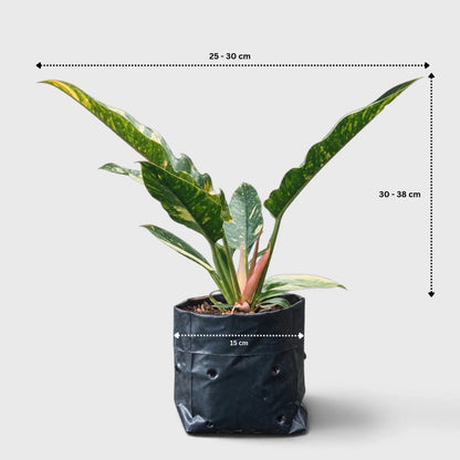 Philodendron Ring of Fire Variegated – Mature Collector Plant