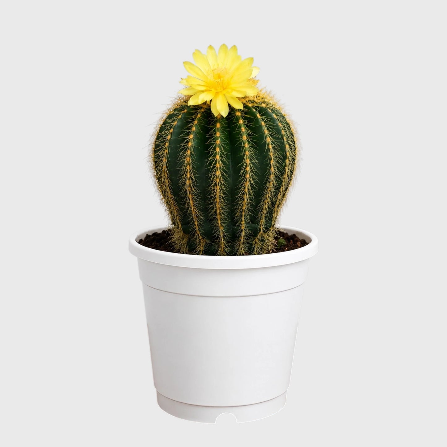 Large Parodia Leninghausii | Mature Flowering Golden Cactus Specimen