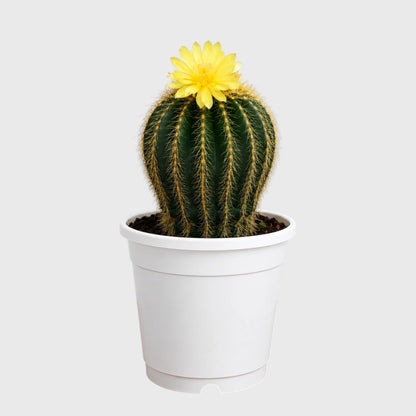 Large Parodia Leninghausii | Mature Flowering Golden Cactus Specimen